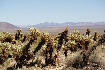 joshua tree