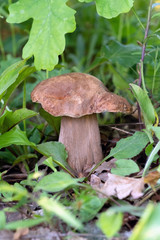 Mushroom Boletus edulis in the forest, closeup.