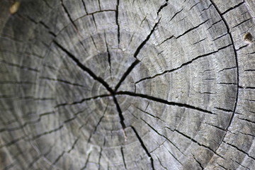 Fototapeta premium background texture macro