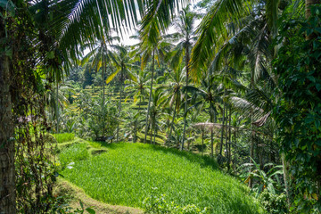 Fototapeta na wymiar Bali, Indonesia. Tegalalang Rice Terraces near Ubud.