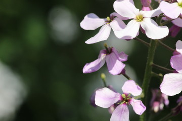  background texture macro