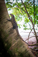 Iguana en el tronco de un árbol