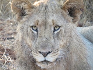 male lion