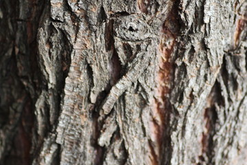  background texture macro