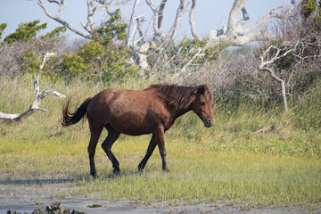 Wild Horses on the Rachel Carson Reserve of the Coast near Beaufort, North Carolina	