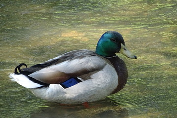Obraz premium Male mallard duck sitting in pond