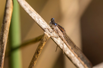 Libellule.