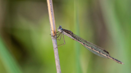 Libellule.