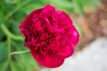 Closeup of red flower on blurry background