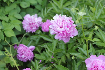 Obraz premium bush pink peonies in the park, photography