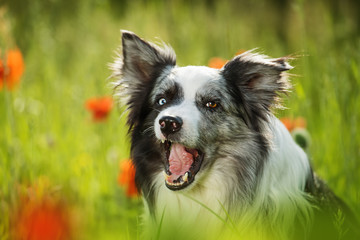 Border collie dog with poppy flowers
