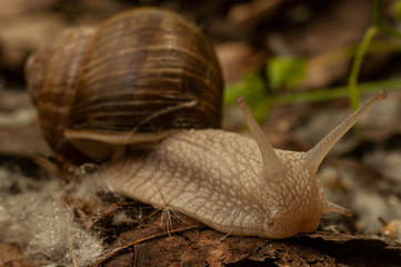 Big Snail in forest close-up photography; 