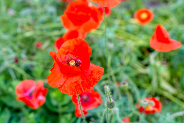 Red poppies in the front garden