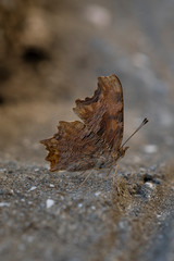 Close up of the European Peacock butterfly sitting on the ground with closed wings. Brown camouflage texture of the butterfly's wings.