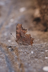 Close up of the European Peacock butterfly sitting on the ground with closed wings. Brown camouflage texture of the butterfly's wings.