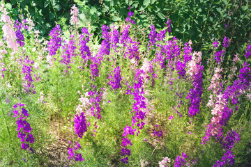 Naklejka premium Garden with freshly Delphinium flower