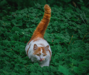 Katze streift durchs Grün