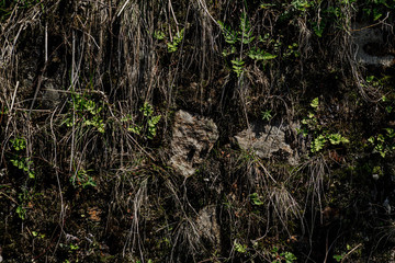 Obraz premium tree in the forest