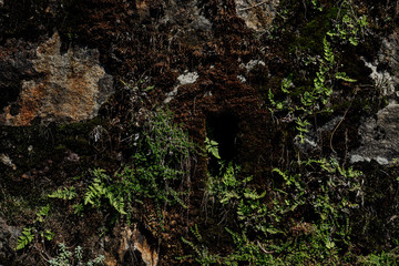 green moss on the wall