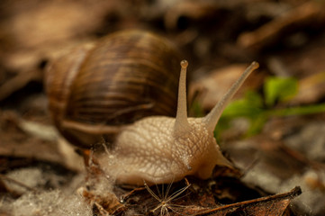 Big Snail in forest close-up photography;