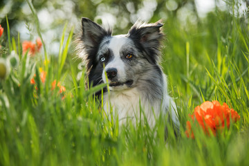 Border collie dog with poppy flowers