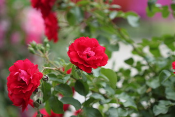 Red roses in garden, summer background