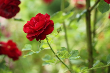 Summer flowers red roses in garden