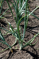 onions, green onions, young onions