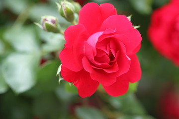 Summer flowers red roses in garden
