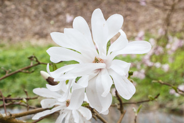 White magnolia flowers in a garden during spring