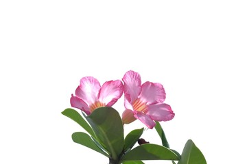 A bouquet of sweet pink adenium flower blossom on white isolated background 