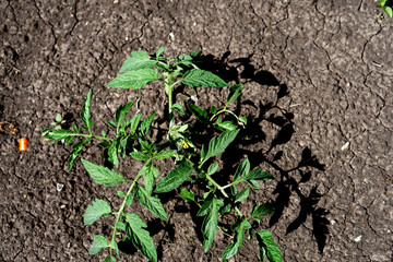 tomato, domesticated plant, bush on a plantation