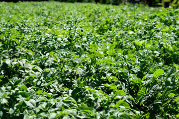 Fototapeta na wymiar potato plantation, blooming green potatoes