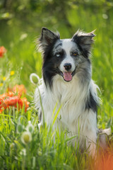 Border collie dog with poppy flowers