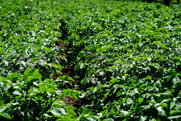 Obraz premium potato plantation, blooming green potatoes