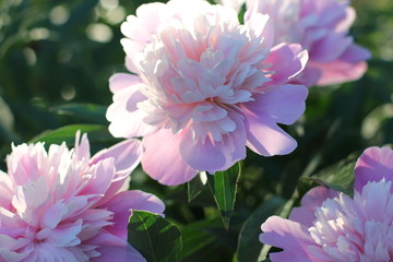 Fototapeta premium bush pink peonies in the park, photography