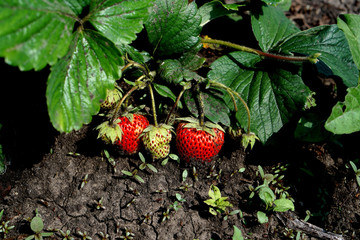 bush spiced strawberries in a natural environment