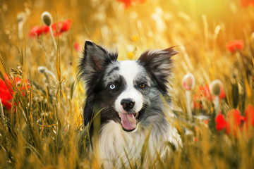 Border collie dog with poppy flowers