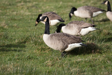 Naklejka na ściany i meble Canadian geese grazes on a grassy field