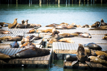 Phoques de San Francisco © Boris V. 