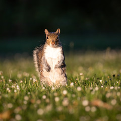 squirrel