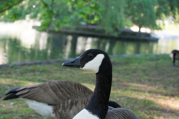 Canada goose looking into the camera next to park lake