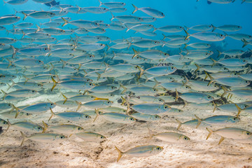 School of fish swimming over sand and coral reef