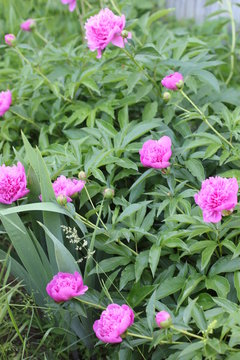 bush of bright pink peonies in the park, photography