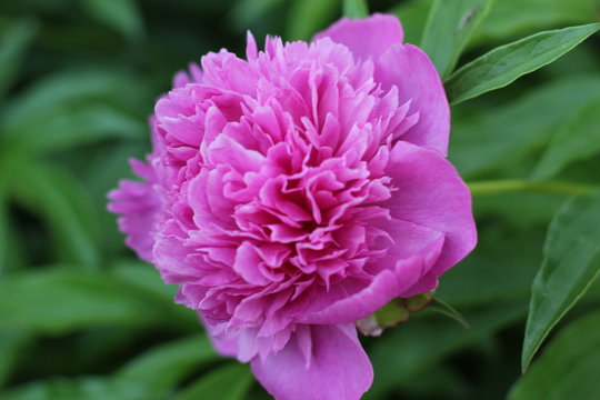 bush of bright pink peonies in the park, photography