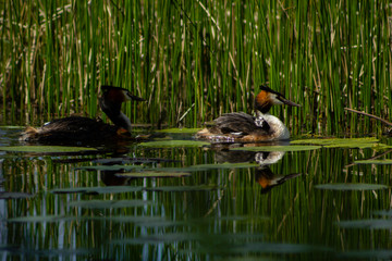 Great crested grebe parents swimming with chicks on their back, on a calm lake with a reflection on the water