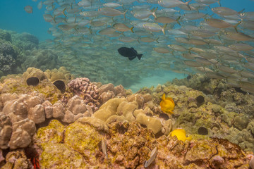 School of fish swimming over coral reef and sand
