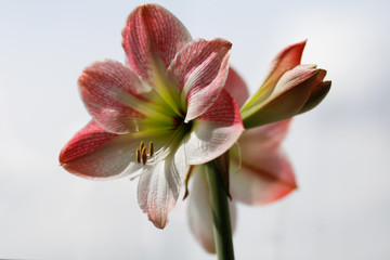 Amaryllis