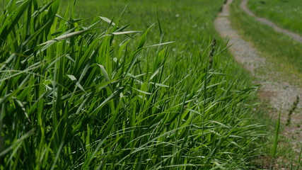 Obraz premium green grass in field