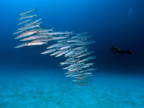 Palau, Koror, diver with school of barracudas